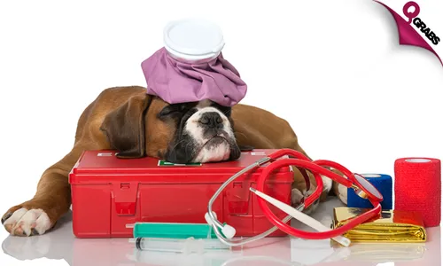 Pet First Aid & CPR Online Course!